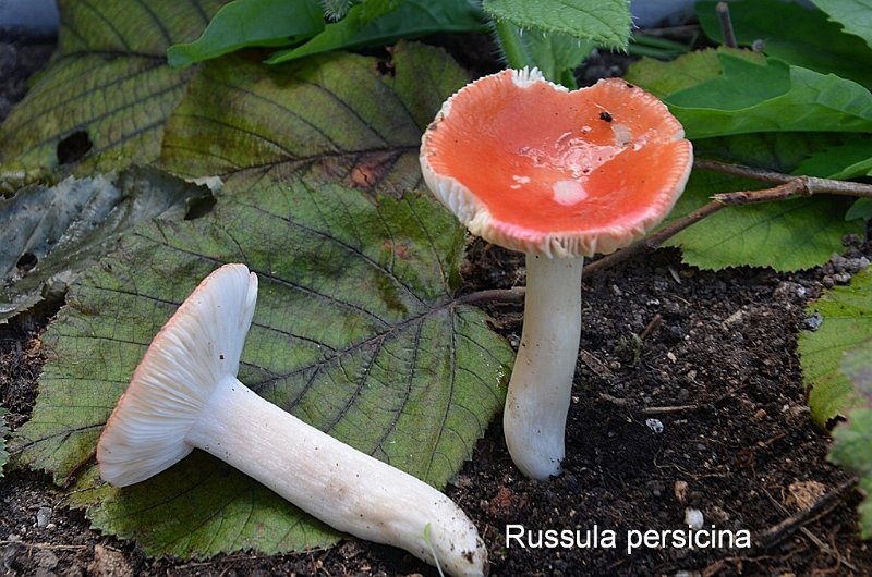 Russula persicina-amf1619-1.jpg - Russula persicina ; Nom français: Russule couleur de pêche